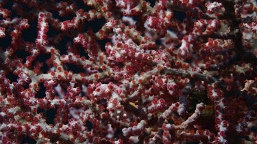 Pygmy Seahorses on red gorgonian (Hippocampus bargibanti)