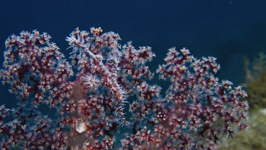 Ornate Ghost Pipefish near soft coral (Solenostomus paradoxus)