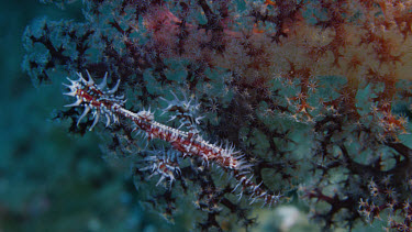 Ornate Ghost Pipefish near soft coral (Solenostomus paradoxus)