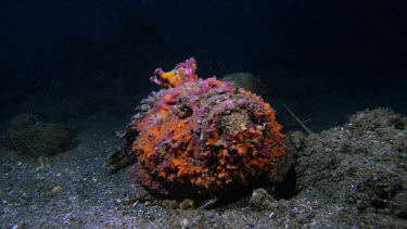 Reef Stonefish (Synanceia verucosa)