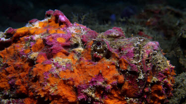 Reef Stonefish (Synanceia verucosa)