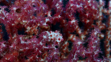 Pygmy Seahorses on red gorgonian (Hippocampus bargibanti)