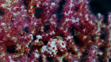 Pygmy Seahorses on red gorgonian (Hippocampus bargibanti)