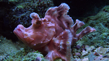 Paddle-Flap Scorpionfish (Rhinopias eschmeyeri)