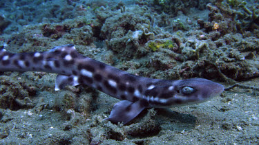 Coral Cat Shark (Atelomycterus marmaoratus)