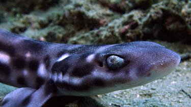 Coral Cat Shark (Atelomycterus marmaoratus)