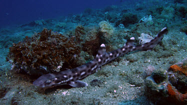 Coral Cat Shark (Atelomycterus marmaoratus)