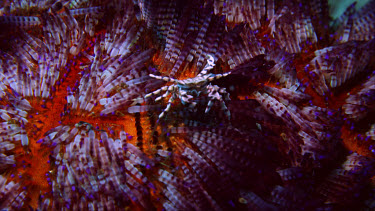 Zebra Crab on Fire Urchin