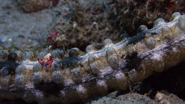 Imperial Shrimp (Periclimenes imperator) on Sea Cucumber