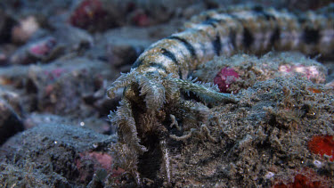 Lion's Paw Sea Cucumber feeding (Euapta godeffroyi)