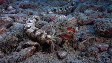 Lion's Paw Sea Cucumber feeding (Euapta godeffroyi)