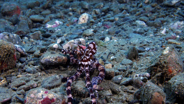 Wonderpus Octopus, Wunderpus photogenicus,