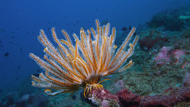 Crinoid with Crinoid Clingfish (Discotrema criniphila)