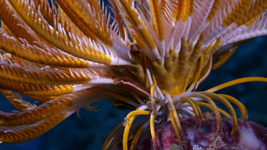 Crinoid with Crinoid Clingfish (Discotrema criniphila)