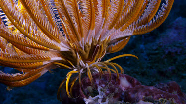 Crinoid with Crinoid Clingfish (Discotrema criniphila)