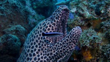 Blackspotted Moray Eel cleaned by wrasse