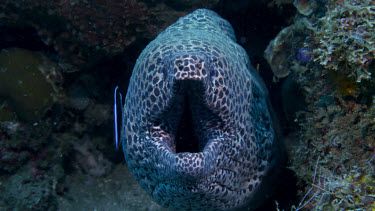 Blackspotted Moray Eel cleaned by wrasse