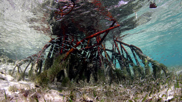 Mangrove roots and grass, Cat Island Bahamas