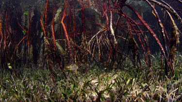 Mangrove roots and grass, Cat Island Bahamas