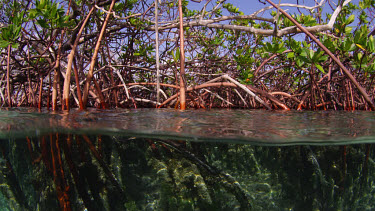 Half in half out shot of Mangroves, Cat Island