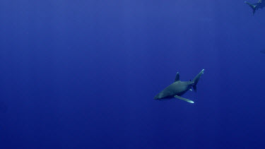 Oceanic White Tip Sharks in open water