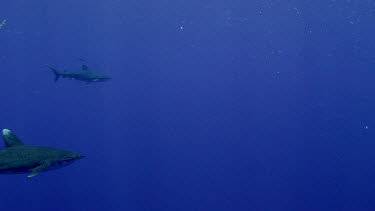 Oceanic White Tip Sharks in open water