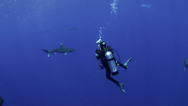 Michele Hall photographs oceanic white-tip sharks