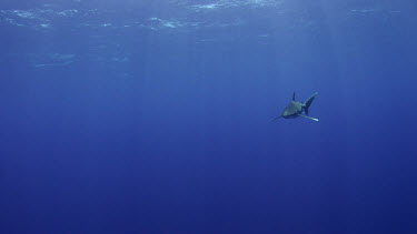 Michele Hall photographs oceanic white-tip sharks