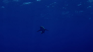 Silhouette of Oceanic White-Tip shark