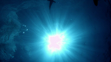 Slow motion silhouette of Oceanic White-Tip Sharks