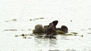 Mother and Baby Sea Otters, Morro Bay, CA