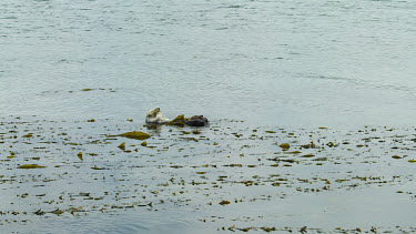 Sea Otter grooming his fur, Morro Bay, CA