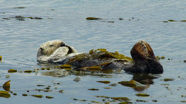 Sea Otter grooming his fur, Morro Bay, CA