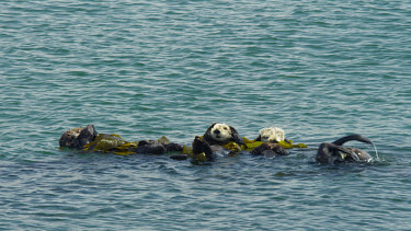 Sea Otters grooming and rolling in kelp, Morro Bay, CA