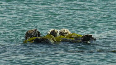 Three Sea Otters grooming rolled up in Kelp