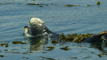 Sea Otter rolling in Kelp, Morro Bay, CA