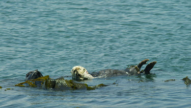 Sea Otters grooming and rolling in kelp, Morro Bay, CA