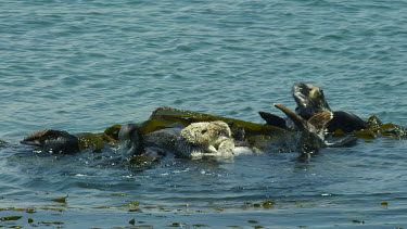 Sea Otters grooming and rolling in kelp, Morro Bay, CA