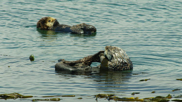 Sea Otters grooming their fur, Morro Bay, CA
