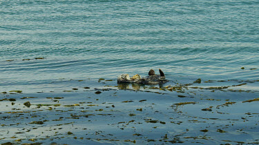 Wide of Mother and Baby Sea Otters, Morro Bay, CA