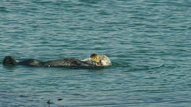 Sea Otter grooming his fur, Morro Bay, CA