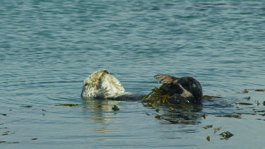 CM0042-HH-0017178 Sea Otter grooming his fur, Morro Bay, CA