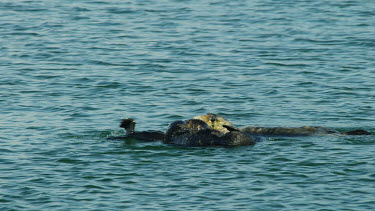 Mother and Baby Sea Otters grooming, Morro Bay, CA