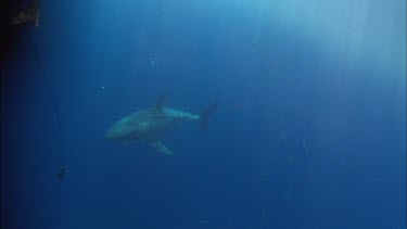 Great white shark. Swims towards camera and takes bait. Drags bait for a while then spits it out.