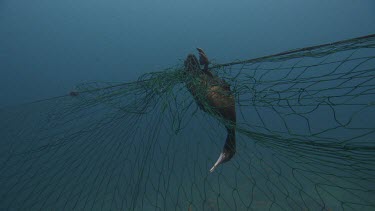 Water bird caught in fishing lines
