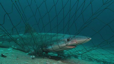 Shark caught in shark nets, unable to breathe, dying