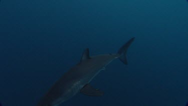 Mako shark swimming. Another one swimming in opposite direction.