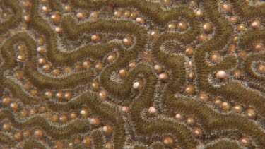 brain coral spawning