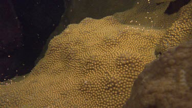 coral spawning mass spawning, in synch.