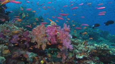 lots of colourful tropical reef fish swimming, darting over coral